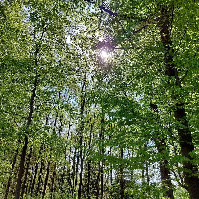 Bäume im Wald