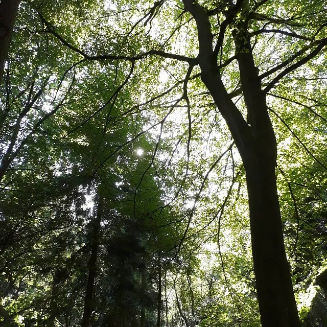 Bäume im Wald